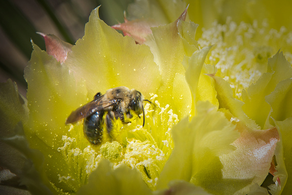 Bee on a cactus flower